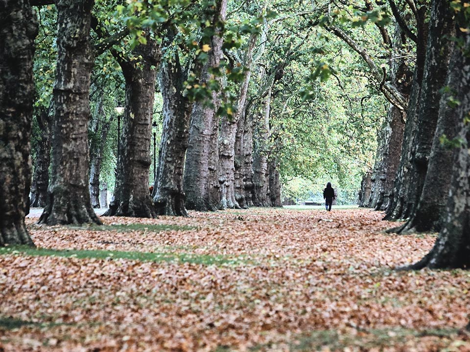 Photo of a person walking through a leafy park, because London is best known for walking.