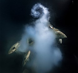 Wildlife Photographer of the Year
