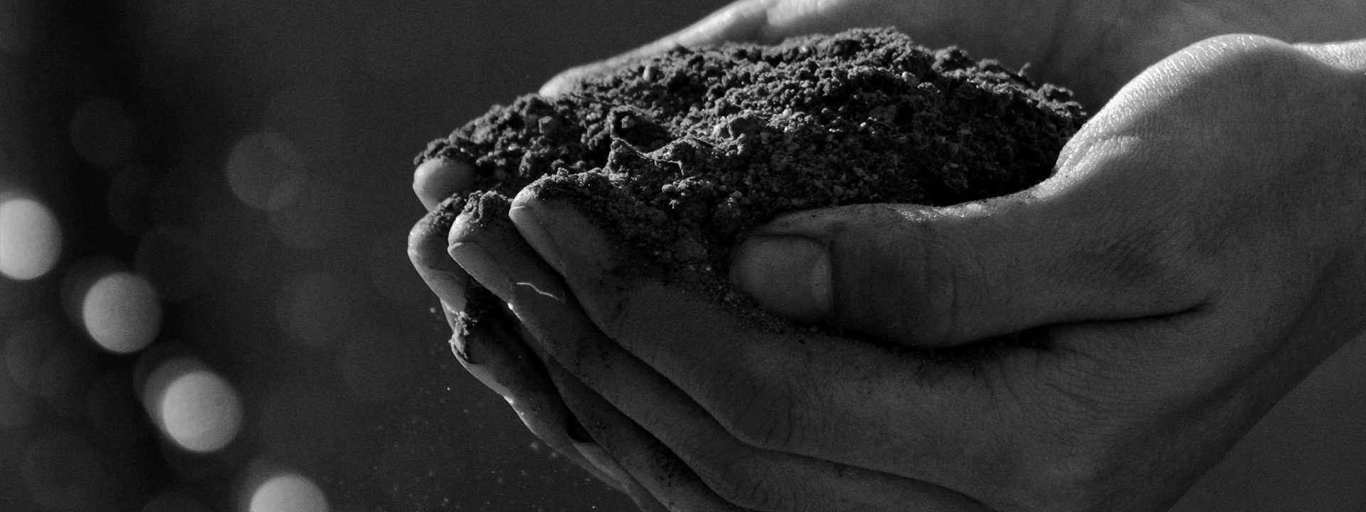 Two hands holding soil in black and white.
