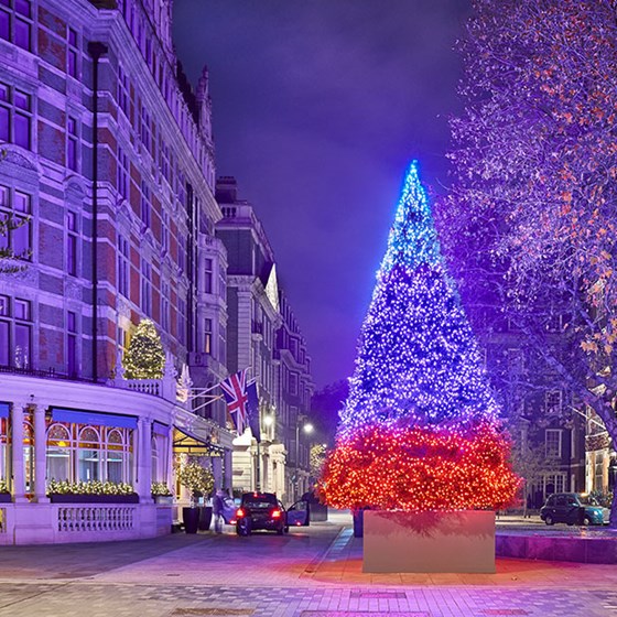 The Connaught Christmas Tree