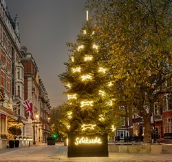 Connaught Christmas Tree 2022