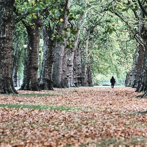 Photo of a person walking through a leafy park, because London is best known for walking.