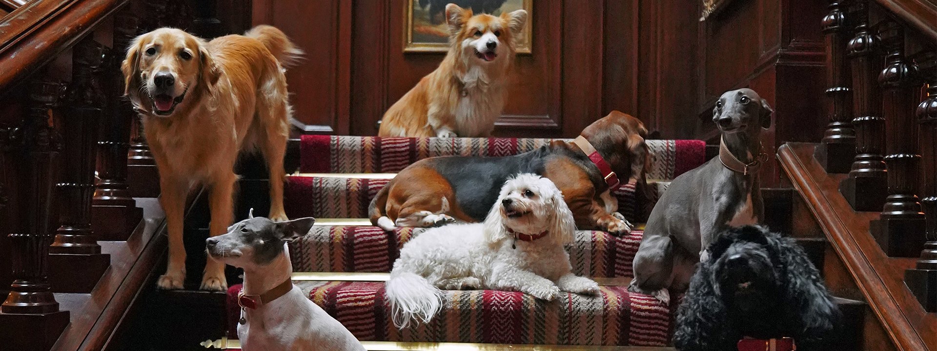 A group of dogs sitting on the staircase at The Connaught.