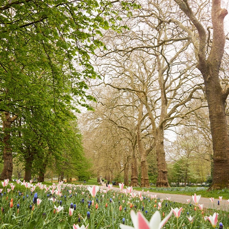 View of colourful flowers and grass in Hyde Park