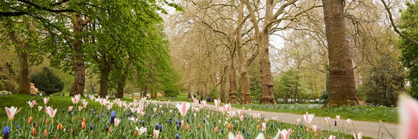 View of colourful flowers and grass in Hyde Park
