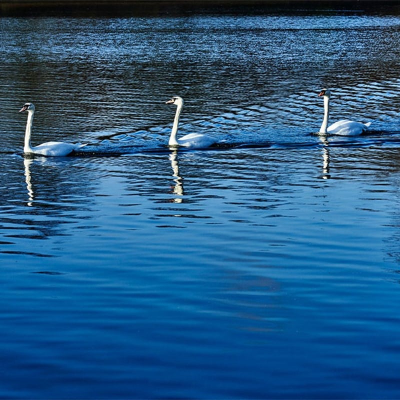 Three swans swimming one behind the other in Hyde Park's Serpentine
