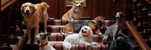 Seven dogs of various breeds sitting and standing on the red-striped staircase inside The Connaught, surrounded by dark wood panelling.