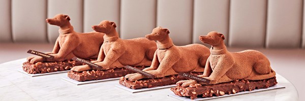 four chocolate Connaught Hounds on chocolate bases